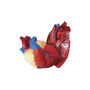 Learning Resources Cross Section Human Heart Model (65dd99900030d3d478208eae_ud)