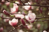 Pink magnolia bloom