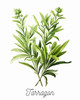 Tarragon