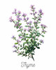 Thyme