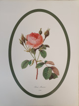 Rosa Muscosa