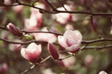 Pink magnolia bloom