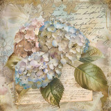 Vintage hydrangea (N-13)