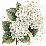 White hydragnea  (N-17)