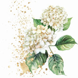 White hydragnea  (N-14)