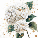 White hydragnea  (N-13)