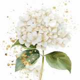 White hydragnea  (N-11)