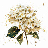 White hydragnea  (N-10)