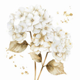 White hydragnea  (N-4)