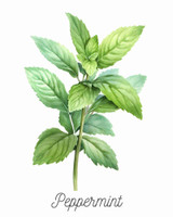 Peppermint