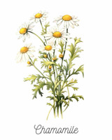 Chamomile