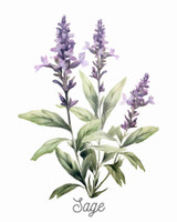 Sage