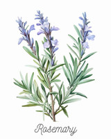 Rosemary