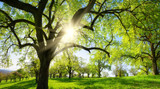 Trees in a beautifull meadow