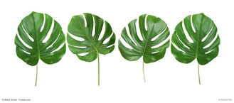 Philodendron quartet