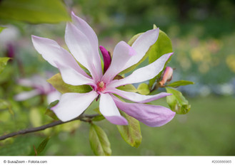 Lilac flower