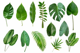 Set of Tropical leaves