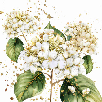 White hydragnea  (N-16)