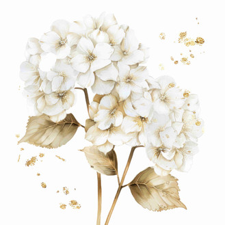 White hydragnea  (N-4)