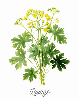 Lovage