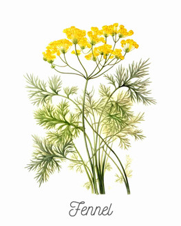 Fennel
