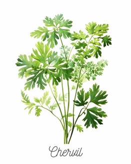 Chervil
