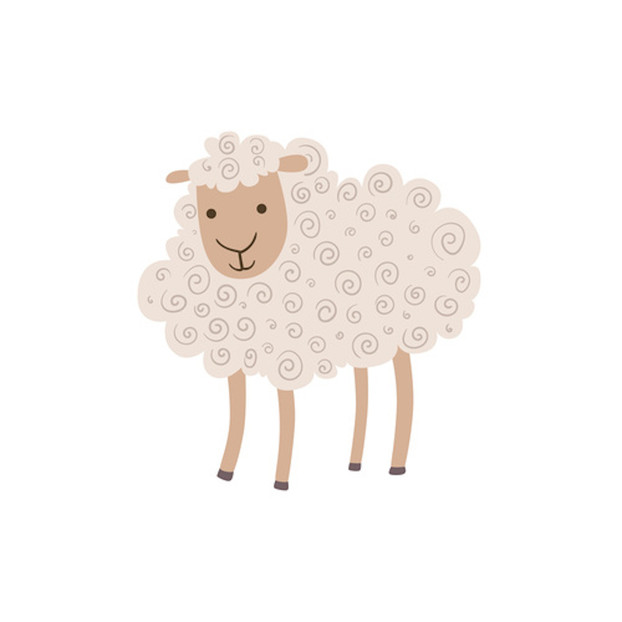 White Curly Sheep Standing