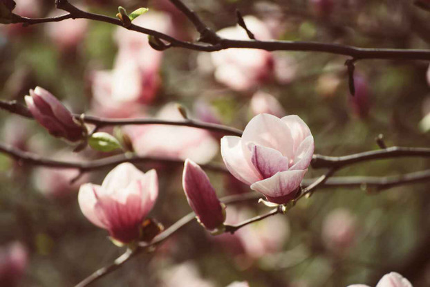 Pink magnolia bloom