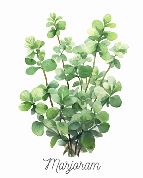 Marjoram