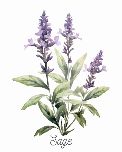 Sage