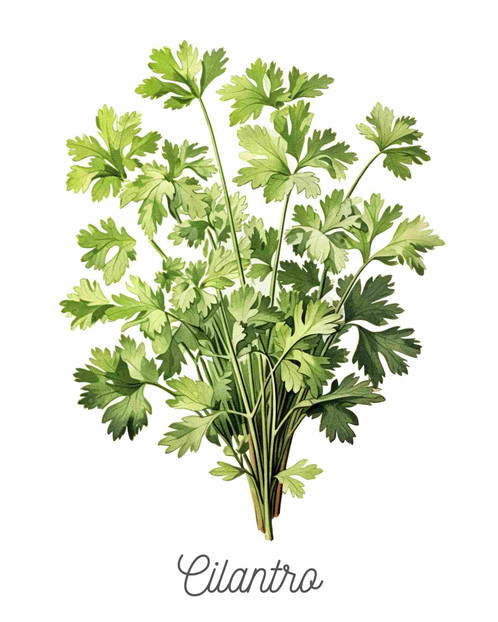 Cilantro