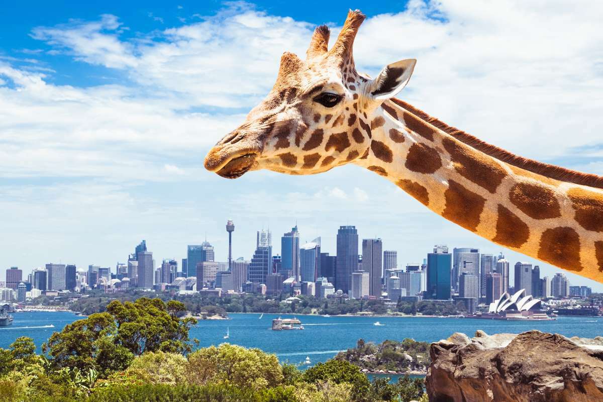 Taronga Zoo by water taxi