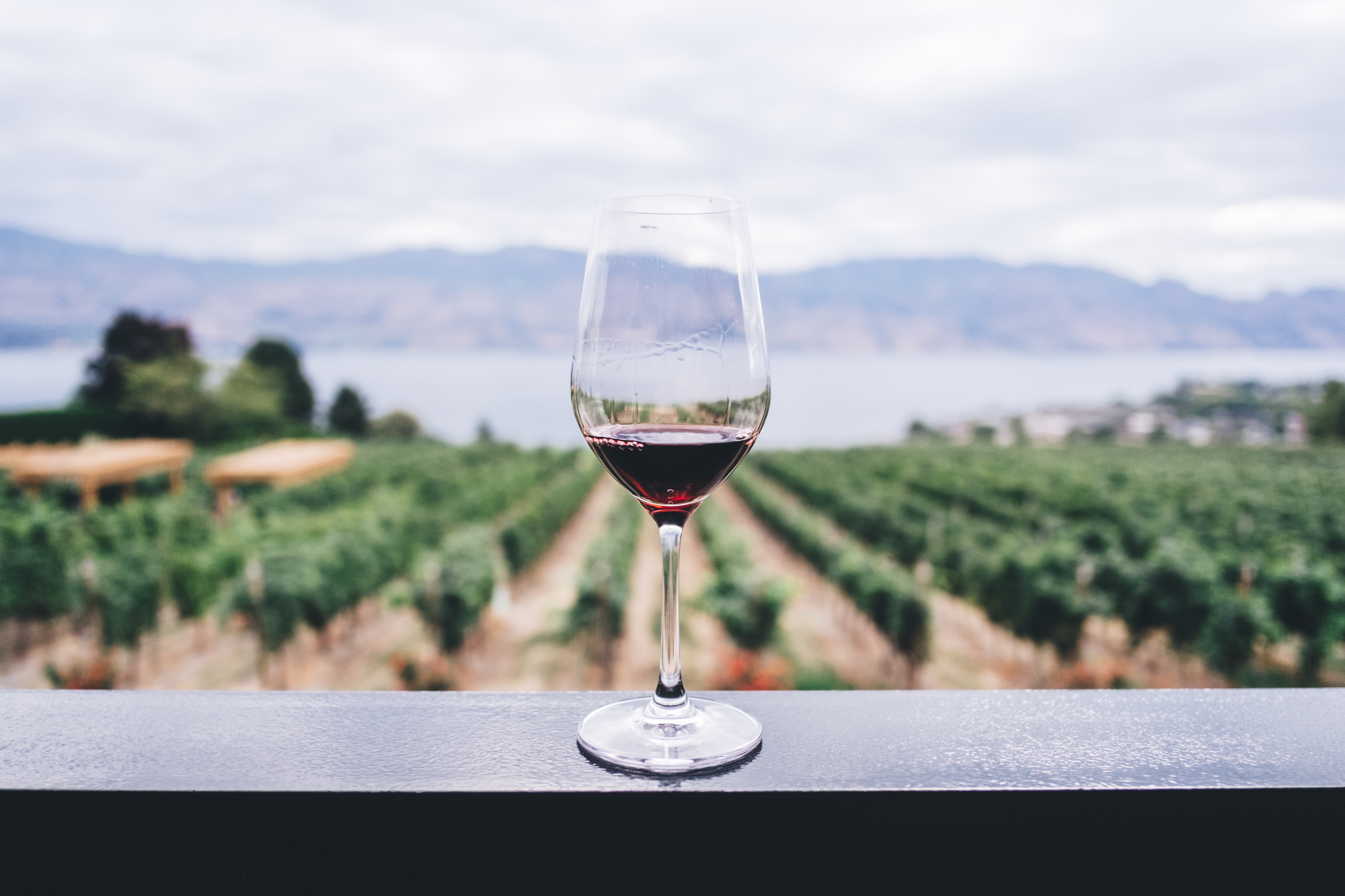 What makes wine acidic? Ingredi