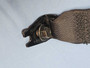 2022 2024 Hyundai Tucson Rear Left Rl Driver seatbelt Black OEM