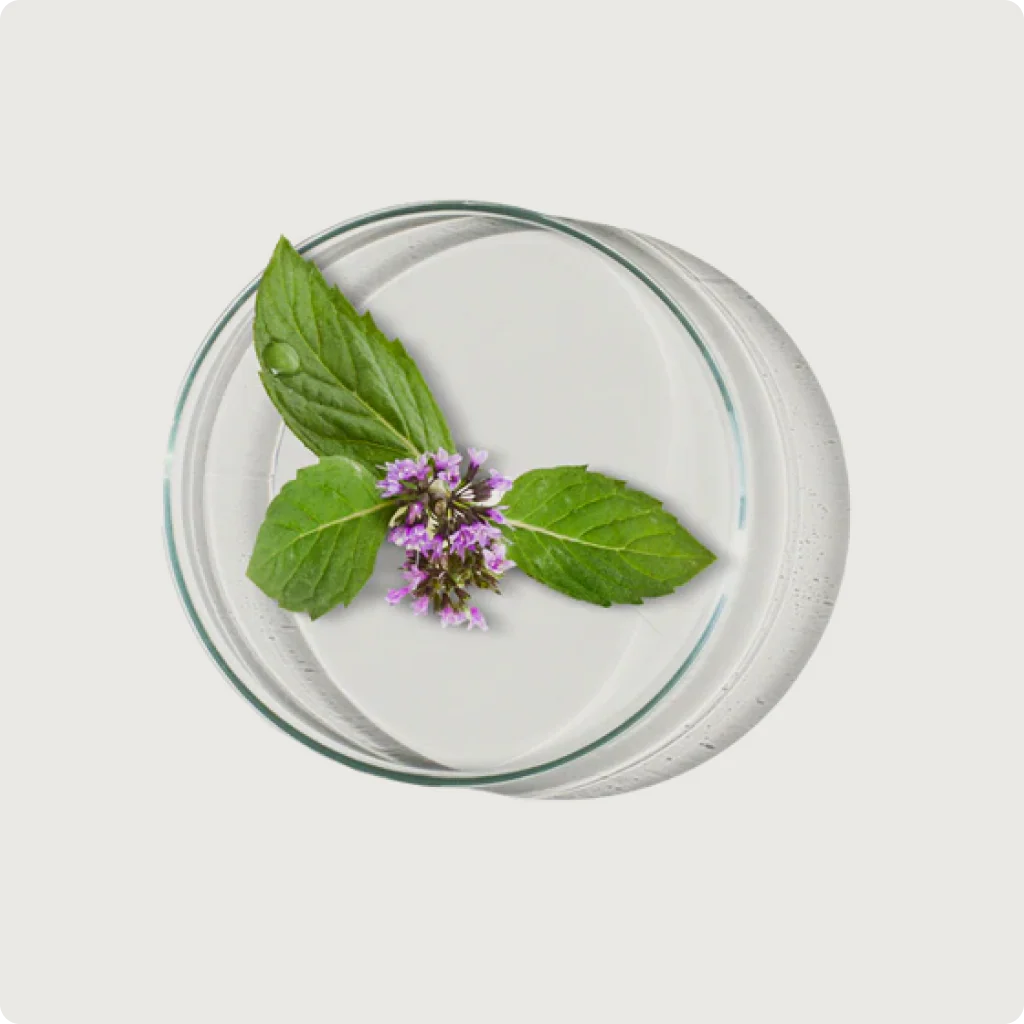 Spearmint Oil