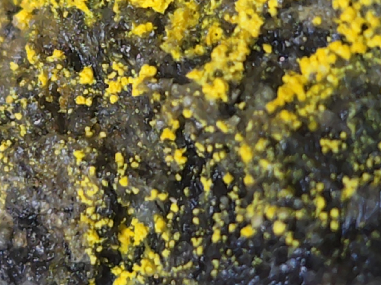 Bayleyite