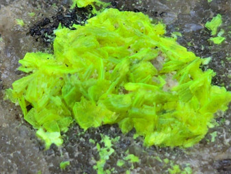 autunite on Matrix Mini-Cabinet Specimen on display under outdoor light showing daytime fluorescence