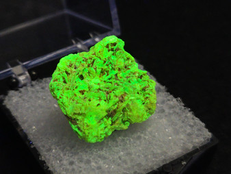 3.5 Gram Autunite Crystal in Perky Box on display under 365nm UV  light