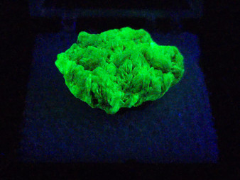 1.8 gram Autunite Crystal Formation displayed in perky box under 365nm UV light