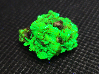 7 Gram Autunite Crystal Formation on Matrix  displayed under 365nm UV light