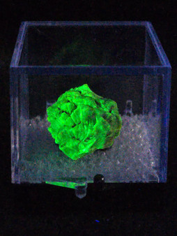 4.8 Gram Autunite Crystal in Perky Box under 365nm UV light