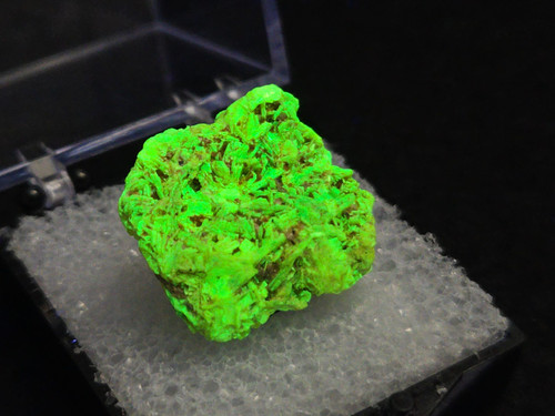 3.5 Gram Autunite Crystal in Perky Box on display under 365nm UV  light