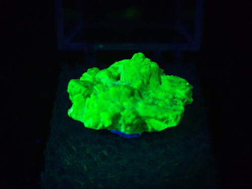 3.6 Gram Autunite Crystal in Perky Box  under only 365nm UV light