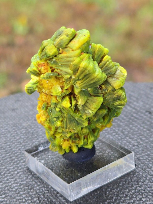 20 Gram Lamellar Autunite crystal formation on display under outdoor light