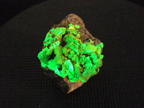 bright fluorescent green lamellar autunite crystal under 365nm light and indoor light size comparison to copper penny top view