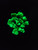 5 Grams of Autunite Crystals in a Vial, Fluorescent Uranium Ore