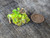 8 gram autunite crystal formation on display under outdoor light size comparison to copper penny top view