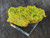10.7 Gram autunite crystal on display under outdoor light