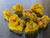 7 Piece Autunite Lot displayed on watch glass under outdoor light
