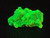 3.7 Gram Lamellar Autunite Crystal formation under 365nm UV light